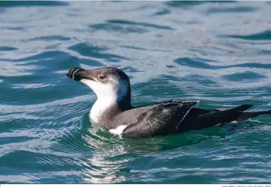  ?? EFE/PEP ARCOS SEO BIRDLIFE. ?? El ave marina guarda parecido con los pingüinos.