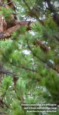  ?? ?? Female capercaill­ie are difficult to spot in trees and will often swap
branches to evade detection