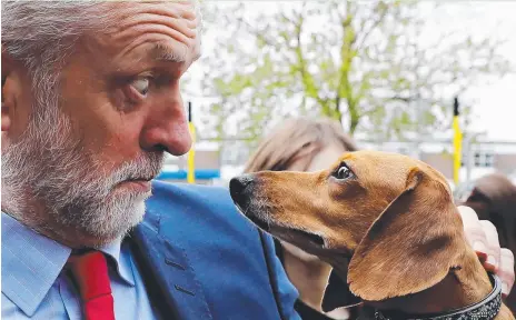  ??  ?? SURPRISING SIGHT: Labour Leader Jeremy Corbyn is startled by Cody the dachshund during a campaign event in Norfolk.