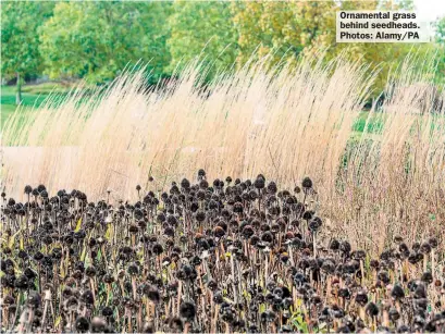  ?? Photos: Alamy/PA ?? Ornamental grass behind seedheads.