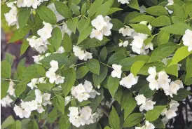  ?? BAY AREA NEWS GROUP ARCHIVES ?? More than one plant can be found under the common name of mock orange. To avoid confusion, use the botanical name, which tells us this is a Philadelph­us lewisii, named after explorer Meriwether Lewis.