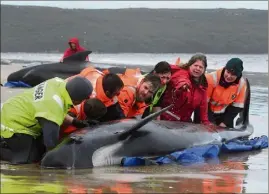  ?? (Photo AFP) ?? Les sauveteurs tentent malgré tout de sauver les  animaux restants dans la baie.