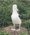  ?? PHOTO: MICHAEL HITCHCOCK ?? Grounded . . . Albatross chick Gabrielle recovers at Taiaroa Head after a failed flight.