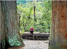  ?? LIZ CARLSON ?? You’ll feel like a hobbit against the statuesque redwoods.