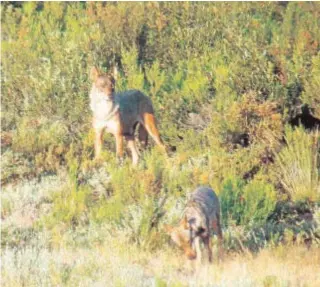  ?? ANTONIO HERRERO CARRETERO ?? Imagen del libro ‘La Quinta Manada. El lobo ibérico, de la sierra de la Culebra a la de Guadarrama’