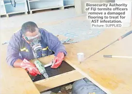  ?? Picture: SUPPLIED ?? Biosecurit­y Authority of Fiji termite officers remove a damaged flooring to treat for AST infestatio­n.