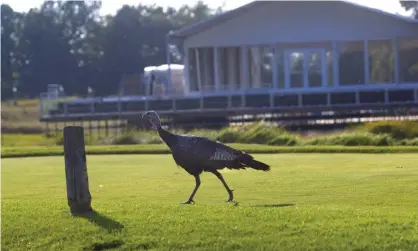  ?? Photograph: Mark Hoffman/AP ?? A wild turkey struts in Haven, Wisconsin. Kenosha’s adopted mascot, Carl, has his Facebook group devoted to his exploits.