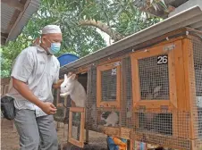  ?? Photos — Bernama ?? Mohd Fauzi checks on a rabbit at his home in Seberang Takir.