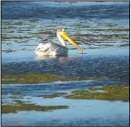  ??  ?? A pelican floats on Farmington Bay near the Great Salt Lake in Farmington.
