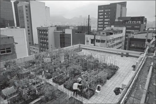  ?? The Associated Press ?? ROOFTOP GARDEN: Farmers work at a rooftop vegetable garden of an industrial building on March 18 in Hong Kong. High above downtown Hong Kong’s bustling, traffic-clogged streets, a group of office workers toil away. They’re working not on a corporate...