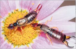  ??  ?? HIGH-FLIERS: Earwigs reach greenfly and other pests on high shoots