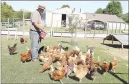  ?? LYNN KUTTER ENTERPRISE-LEADER ?? Tom Waller feeds his free-range chickens at Pick & Peck Farms outside Prairie Grove. For May, he gathered 863 eggs. The eggs are sold curbside, at Prairie Grove Farmer’s Market and to Ozark Natural Foods in Fayettevil­le.