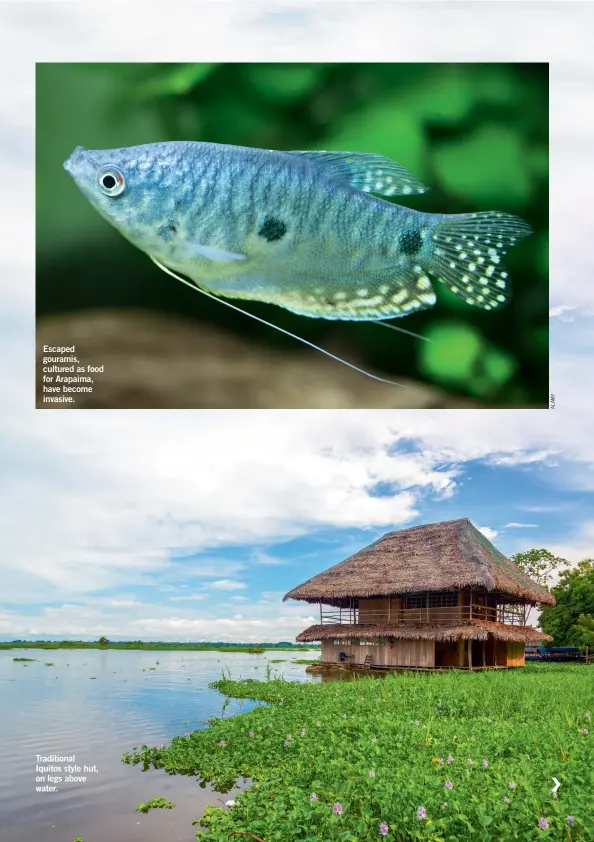  ??  ?? Traditiona­l Iquitos style hut, on legs above water.