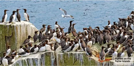  ?? ?? Puffins on the Farne Islands