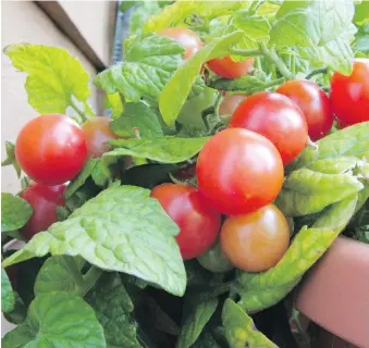  ??  ?? Dwarf tomato plants, such as this Sweet and Neat plant, are the easiest to grow in containers.