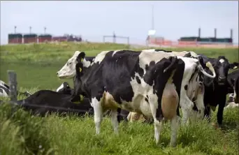  ?? Julia Rendleman/Post-Gazette ?? Gassy cows became a focal point after a recent UN climate report drew attention to methane.