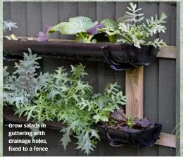  ?? ?? Grow salads in guttering with drainage holes, fixed to a fence