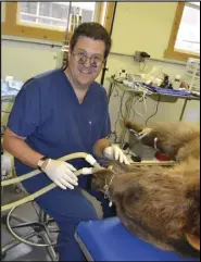  ?? Submitted by Shelby Mansfield ?? Dr. Hicken performing a root canal on a bear, in Montana. The length of the tooth is four inches with 1.5 inches visible.