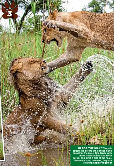  ??  ?? IN FOR THE KILL? The pair square up before the lioness hurls herself at the male. She lands with claws outstretch­ed and teeth bared, and aims a bite at his neck. Moments later, however, they are relaxing happily together 3