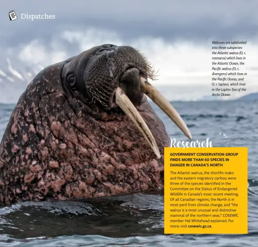  ??  ?? Walruses are subdivided into three subspecies: the Atlantic walrus (O. r. rosmarus) which lives in the Atlantic Ocean, the Pacific walrus (O. r. divergens) which lives in the Pacific Ocean, and O. r. laptevi, which lives in the Laptev Sea of the Arctic Ocean.