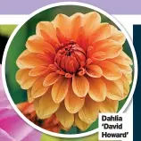  ?? ?? Dahlia ‘David Howard’
Dahlia