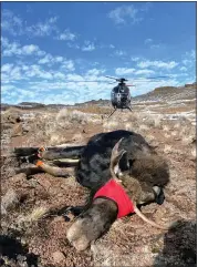  ?? ?? In this photo provided by the Nevada Department of Wildlife, a sedated moose lies on the ground in Elko County, Nev., after being collared and its health and vitals examined in 2022.