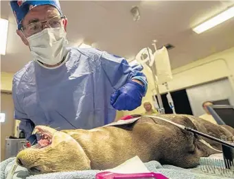  ?? ZOO MIAMI/COURTESY ?? Ticuna, a 4 1/2-year-old giant otter, is anesthetiz­ed during a double root canal performed simultaneo­usly by two veterinari­ans at Zoo Miami’s Christophe­r Weeks Animal Hospital this week.