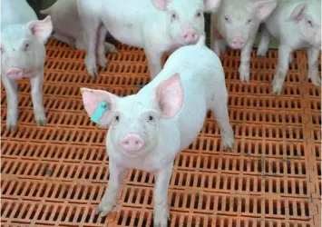  ??  ?? ABOVE:
To minimise the risk of biting and fighting, Malinga avoids overcrowdi­ng his pig pens.
LEFT:
Malinga ensures that the pig pens are cleaned daily, and a strict biosecurit­y procedure is followed.