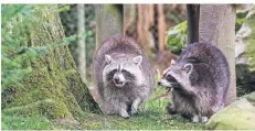  ?? FOTO:HJB ?? Die Waschbären gehörten zu den Attraktion­en im Wildpark. Die flauschige­n Kleinbären sind in der Raubtieran­lage untergebra­cht.