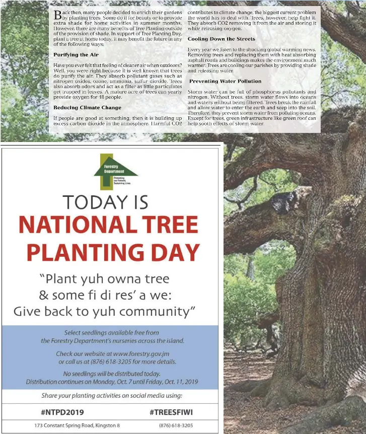 Benefits of Planting Trees | Daily Observer (Jamaica) | PressReader