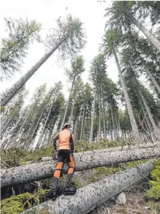  ?? FOTO: DPA ?? Forstwirt bei der Arbeit: Auch wenn das Land vor Gericht einen Sieg errungen hat, geht die Forstrefor­m in Baden-Württember­g weiter.