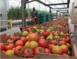  ?? DAVE CHIDLEY FOR THE TORONTO STAR FILE PHOTO ?? Kathleen Wynne should be paying attention to what’s happening in Ontario’s tomato-growing region, writes Jennifer Wells.