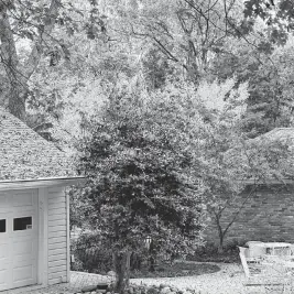  ?? NEIL SPERRY
Special to the Star-Telegram ?? Four small trees are aligned. Nellie R. Stevens holly is in front, then yaupon holly, Japanese maple (variety Bloodgood) and Ginkgo Autumn Gold.