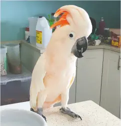  ?? GREYHAVEN EXOTIC BIRD SANCTUARY ?? Before being adopted in 2019, Barney the Moluccan cockatoo, who can whistle the theme to The Addams Family, used to live at a bird sanctuary in Surrey, B.C.