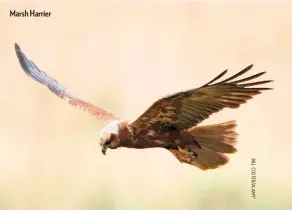  ??  ?? Marsh Harrier