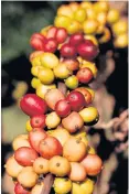  ??  ?? Arabica coffee is also grown in Chalae.