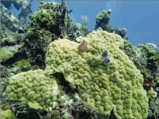  ??  ?? Christmas Tree worms emerge from a colony of green mustard hill coral on a reef off of Cat Island, Bahamas.