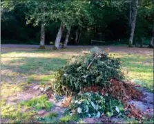  ?? DEAN FOSDICK VIA AP ?? A brush pile taken near Langley, Wash. The pile is an example of a gardener trying to provide wintertime protection for a variety of wildlife species in his yard, including pollinator­s.