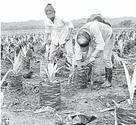  ??  ?? • El objetivo será que la región de Los Ríos sea potente detonador en producción de palma de aceite.