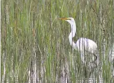  ??  ?? A great egret, one of hundreds of bird species found in Huntington Beach State Park, wades the marsh in search of a meal. At top, a jogger passes by a group of walkers on a quiet stretch of Myrtle Beach, S.C., north of the downtown area.