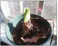  ?? (Special to the Democrat-Gazette/Janet B. Carson) ?? Hold off watering amaryllis bulbs until they break dormancy.