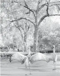  ?? JOE BURBANK/ORLANDO SENTINEL ?? A pair of sandhill cranes crosses the parking lot of the Chase Bank at 550 Internatio­nal Parkway in Heathrow on Thursday.