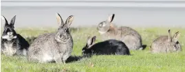  ?? BRUCE STOTESBURY, TIMES COLONIST ?? Rabbits on the side of the Trans-Canada Highway at Helmcken Road in 2016. Dead rabbits found in the Comox Valley are being sent to a provincial lab for testing.