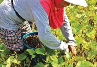  ??  ?? A farmer while harvesting mungbean pods in San Mateo.