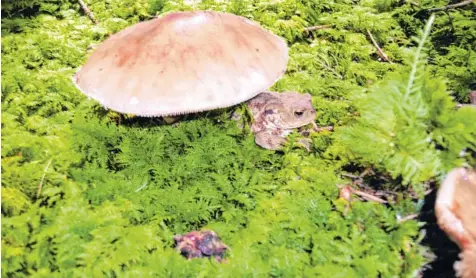  ??  ?? Menschen und Tiere lieben Schwammerl aus unterschie­dlichen Gründen. Diese Kröte, die Helmut Betzmeier beim Schwammerl­suchen im Bergheimer Wald traf, sucht Schutz unter einem Pilz.