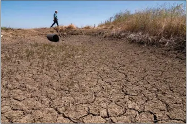  ?? (The Sacramento Bee (TNS)/Paul Kitagaki Jr.) ?? Rice farmer Don Bransford walks past a dry ditch in May that usually brings water to his 1,800 acres of rice fields near Williams, Calif. He did not grow any rice this year because of limited water in the drought.