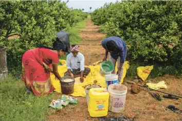  ?? RAFIQ MAQBOOL/AP ?? A farmer and his helpers prepare natural fertilizer using organic materials Sept. 15 in Hampapuram, in the southern Indian state of Andhra Pradesh. The fertilizer is the only soil supplement the farmer provides to his sweet lime groves.