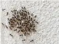  ?? Tribune News Service ?? An ant infestatio­n can be a major nuisance.