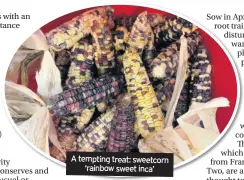  ??  ?? A tempting treat: sweetcorn ‘rainbow sweet inca’