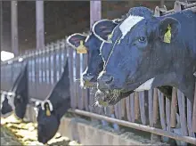  ??  ?? Cows are seen feeding at the New Hope Dairy in Galt last week.